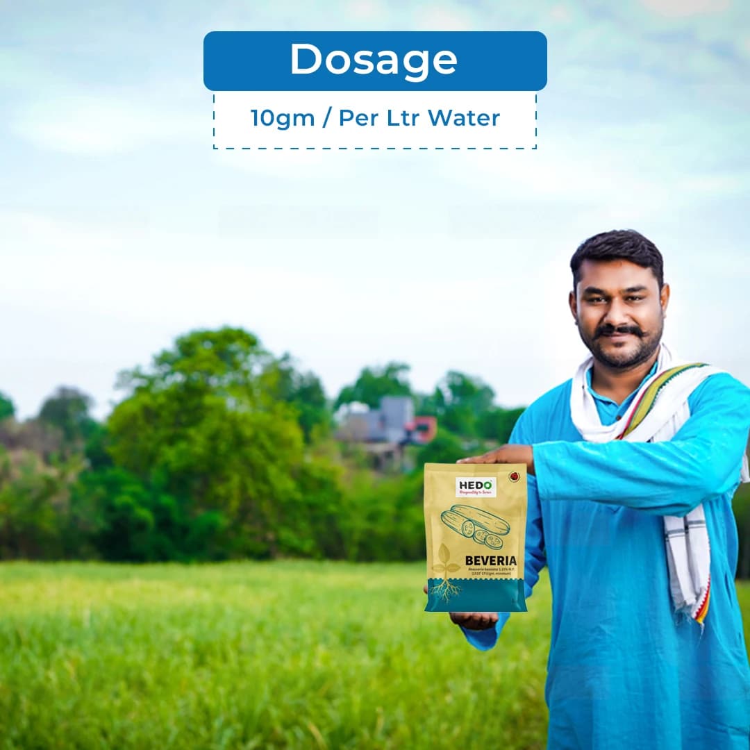 हेडो बेवेरिया (ब्यूवेरिया बैसियाना 1.15% डब्ल्यूपी) पाउडर जैव कीटनाशक, सब्जियों, फलों और सभी फसलों के लिए, व्यापक नियंत्रण क्षमता - Image 5