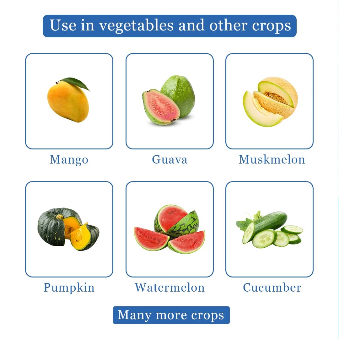 Fruit Fly Trap Attractant Methyl Eugenol Liquid For Bactrocera Dorsalis, Useful For Preparing Traps. - Image 4