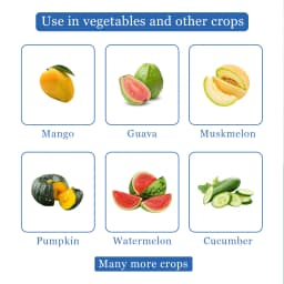 Fruit Fly Trap Attractant Methyl Eugenol Liquid For Bactrocera Dorsalis, Useful For Preparing Traps. 4