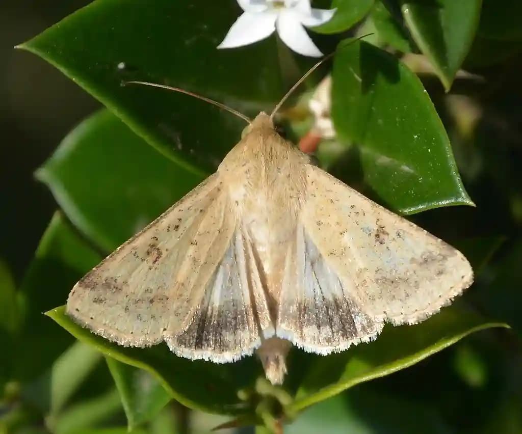 फनल ट्रैप और हेलिक ओ ल्यूर (हेलिकोवर्पा आर्मिजेरा फेरोमोन) बैंगन, चना, लाल चना, लोबिया, मूंगफली, सोयाबीन और टमाटर के लिए उपयोगी। - Image 1