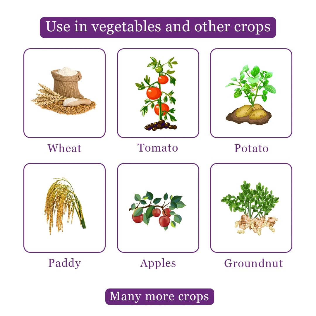 कात्यायनी केजेब एम-45 मैंकोज़ेब 75% डब्लूपी संपर्क फफूंदनाशक, कृषि पौधों और घरेलू बग़ीचे में सभी फफूंद संक्रमणों और धान के बिसवां का प्रभावी नियंत्रण - Image 4