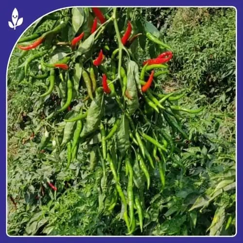 Sagar Tejal F1 Hybrid Chilli Seeds, Highly Pungent, Dual Purpose, Early Maturity, High Yield Variety - Image 2