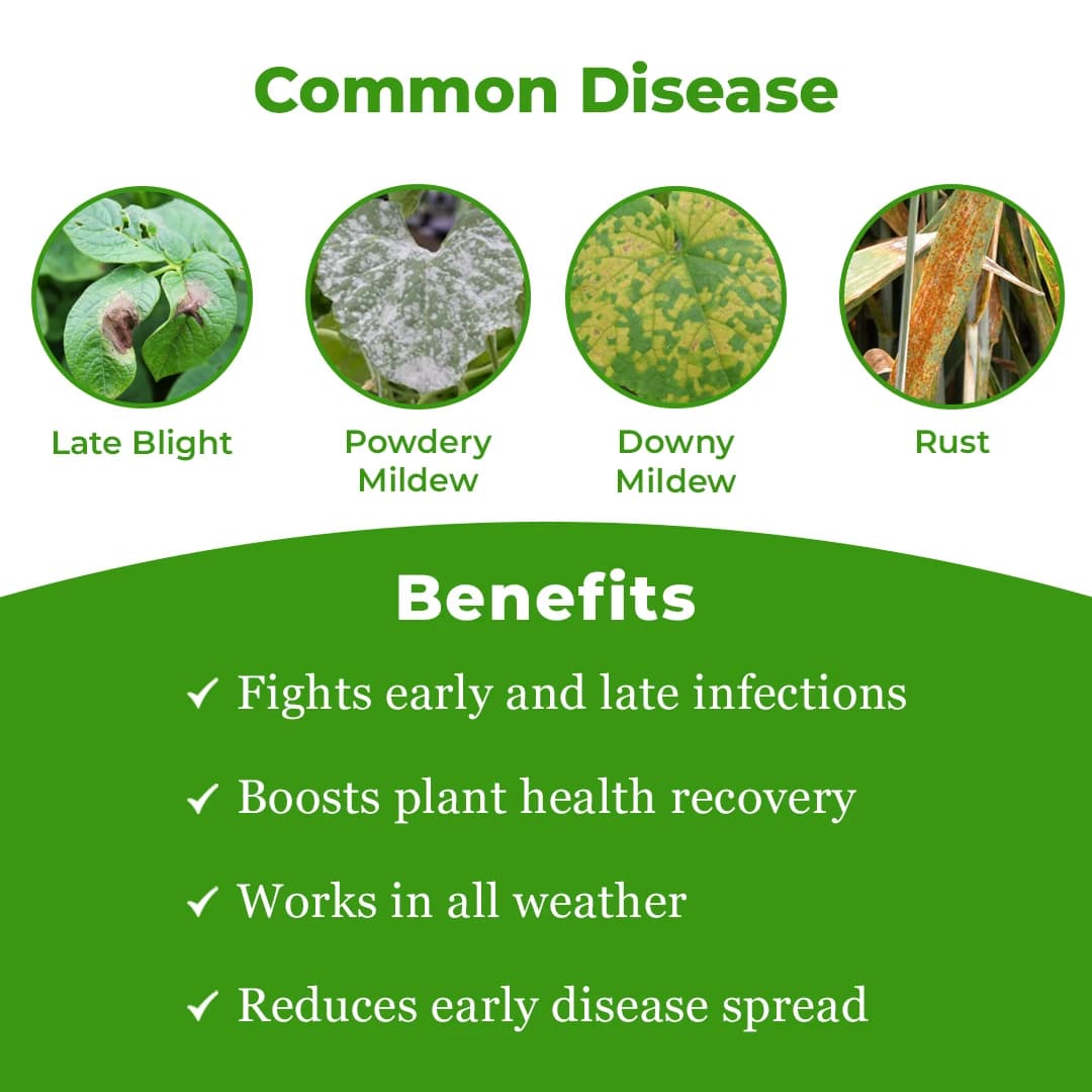SML Hybritz Azoxystrobin 18.2% and Difenoconazole 11.4% SC Fungicide for Comprehensive Disease Control - Image 3