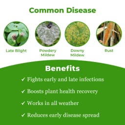 SML Hybritz Azoxystrobin 18.2% and Difenoconazole 11.4% SC Fungicide for Comprehensive Disease Control 3