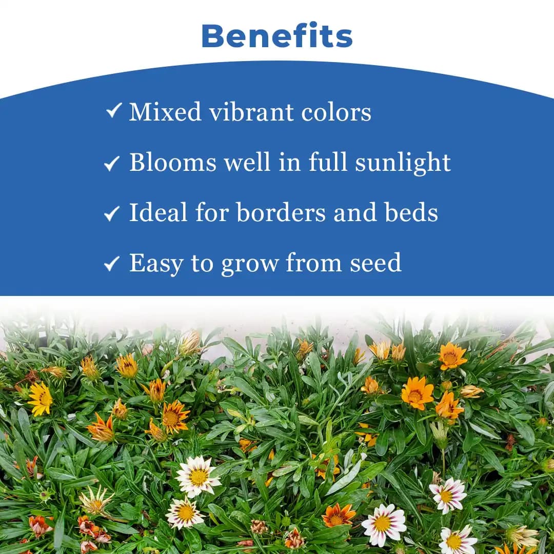 Iris Gazania Sunshine Mix Hybrid OP Flower Seeds, Mix Flower Colour, Best For Outdoor Garden - Image 4