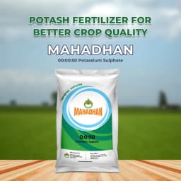 Mahadhan 00:00:50 Potassium Sulphate, Water Soluble Fertilizer, Best For All Plants. 2
