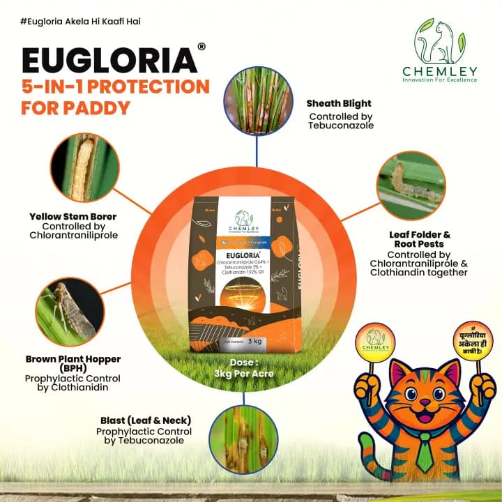 Chemley EUGLORIA Chlorantraniliprole 0.64% + Tebuconazole 3% + Clothianidin 1.92% GR Insecticide + Fungicide, Efficient For Pests And Disease Control - Image 2