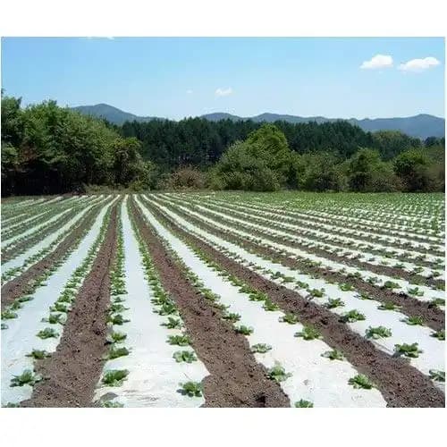 Siddhi Mulch Film Mulching Sheet, (1 Meter Width X 400 Meters Length) Black And White For Agriculture & Horticulture - Image 3