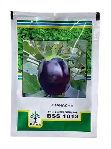 Kalash Brinjal BSS 1013 Chanakya F1 Hybrid Seeds, Oval Round Fruit Shape