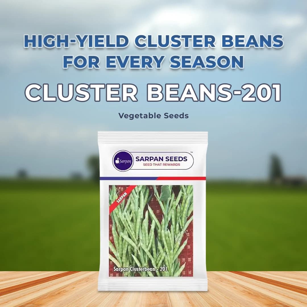 Sarpan Cluster Beans - 201 Seeds, Dark Green Color With Best Germination, For Kharif and Summer - Image 2