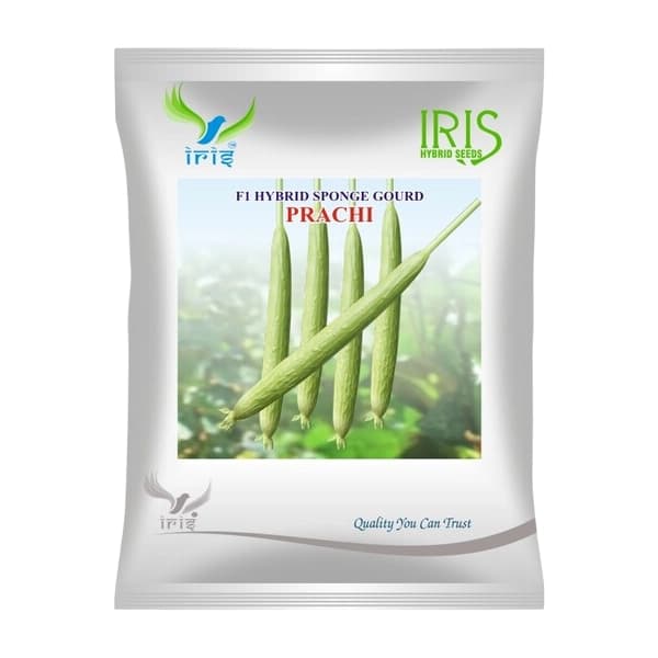 Iris Prachi F1 Hybrid Sponge Gourd Seeds, Early Maturing, High Yield And Prolific Growth - Image 1
