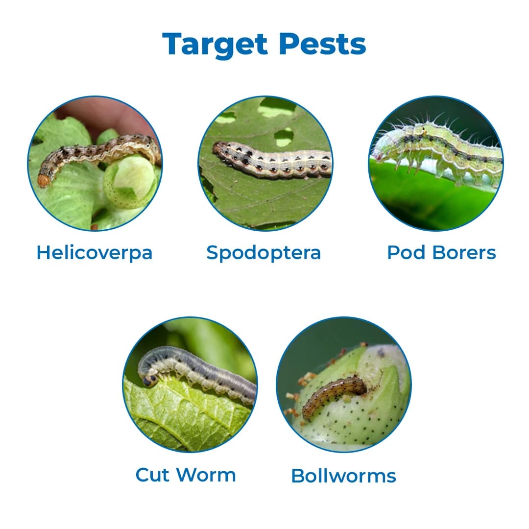 Adama Plethora Novaluron 5.25% + Indoxacarb 4.5% SC, Broad Spectrum Lepidopteran Insecticide - Image 3