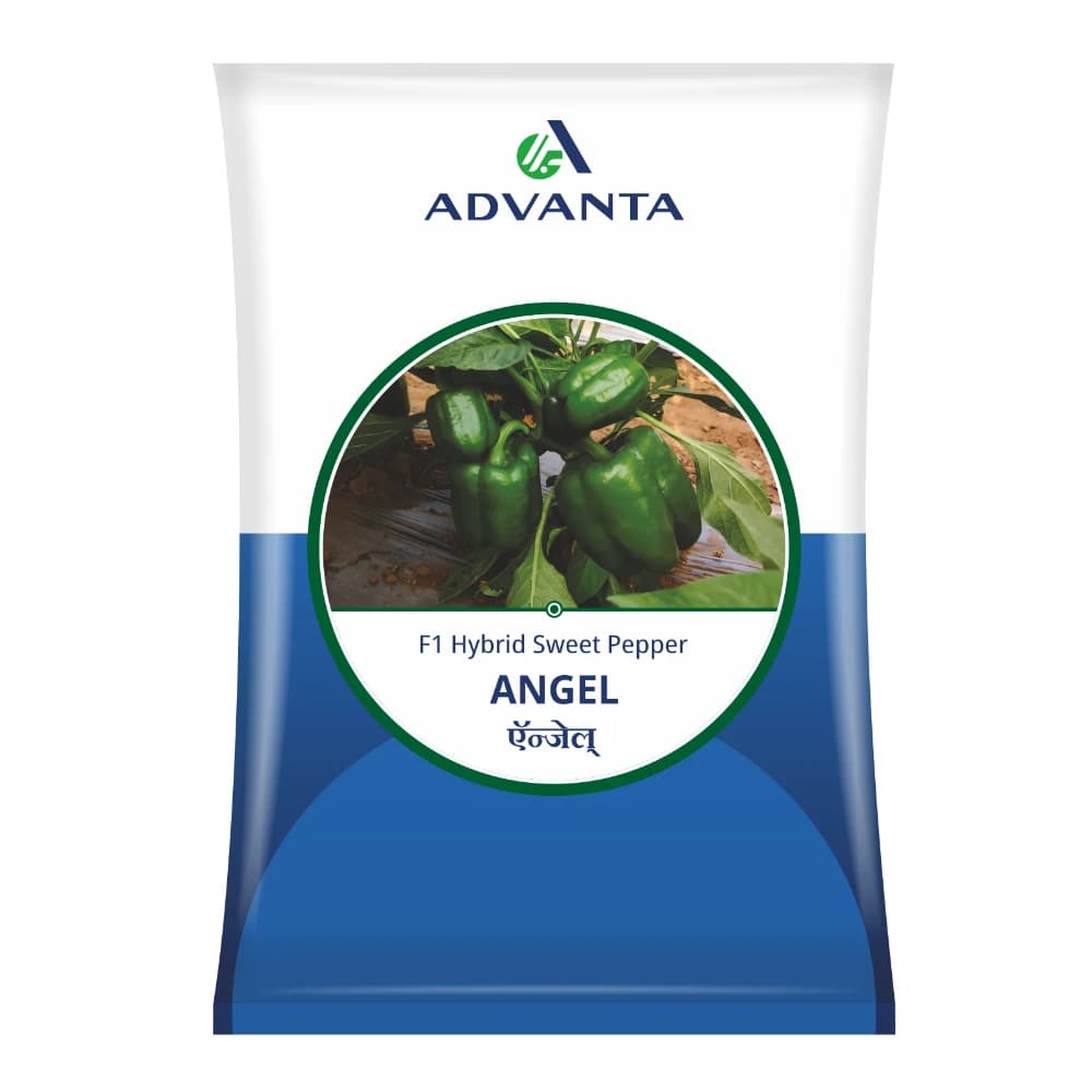 Advanta ANGEL F1 Hybrid Capsicum Seeds, Suitable For Post-Rainy to Winter Season - Image 1