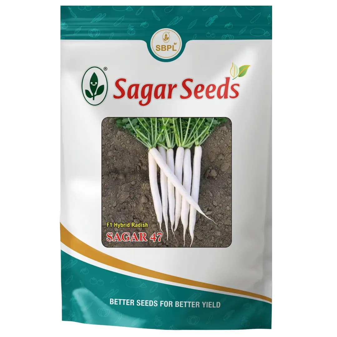 Sagar 47 F1 Hybrid Radish Seeds, Early Maturity Hybrid, White, High Yielding - Image 1