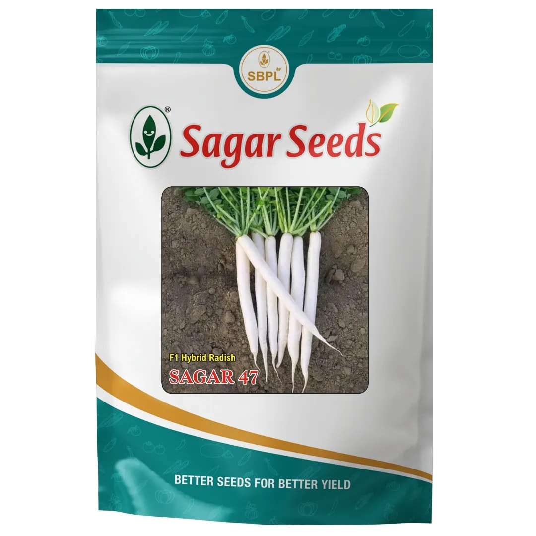 Sagar 47 F1 Hybrid Radish Seeds, Early Maturity Hybrid, White, High Yielding