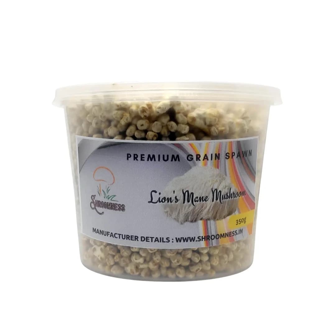 लायन'स मेन मशरूम स्पॉन बीज, सफेद, गोले के आकार वाले कवक जो लंबे, झबरीं कांटों से ढंके होते हैं।
