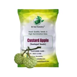SRI SAI FORESTRY Custard Apple Seeds, Sitafal Ke Beej, Sugar Apple Seeds, Sweetsop Seeds, Annona squamosa Fruit Tree Seeds 1