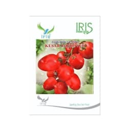 Iris Kesar Improved F1 Hybrid Tomato Seeds, Oval Shape, Deep Red And TYLCV Resistance 1