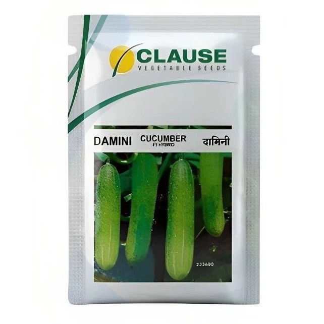 HM Clause DAMINI F1 Hybrid Cucumber Seeds