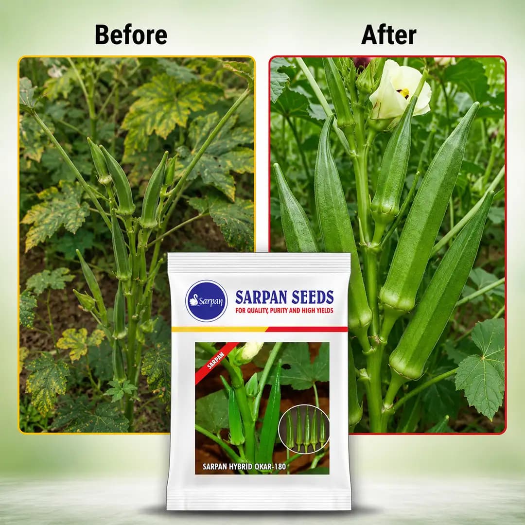 Sarpan F1 Hybrid Okra 180, Bhindi Seeds, Suitable For Kharif, Rabi And Early Summer - Image 4