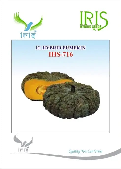 Iris IHS-716 Pumpkin Seeds - (Kaddu Seeds) Flat Round, Dark Green, Warty Skin