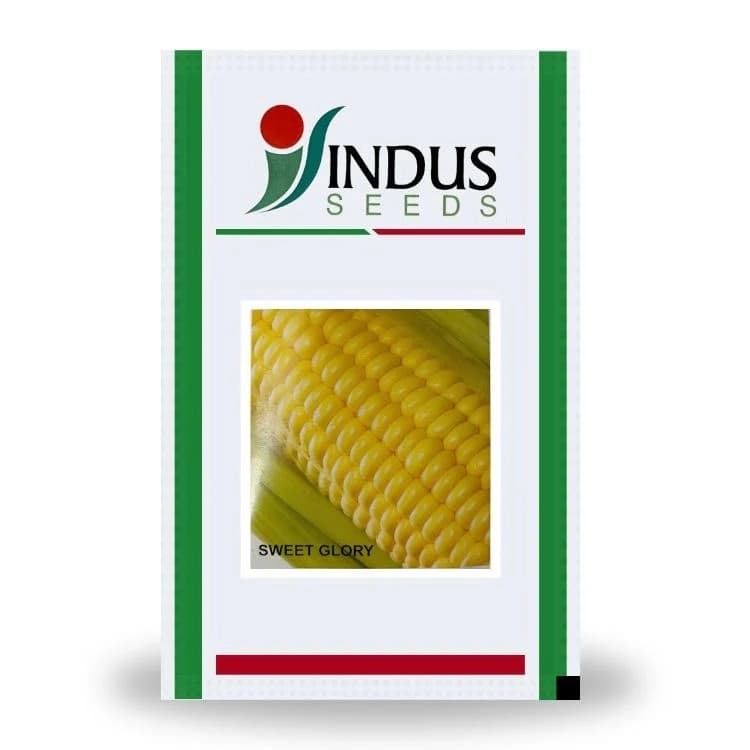 Sweet Corn Sweet Glory - Indus Seeds Makka Beej, For Kharif and Rabi Season, High Yielding Variety - Image 1