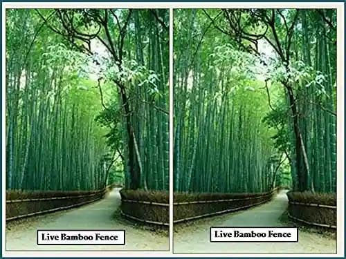 RK Seeds Bamboo Seeds , Bambusa Arundinacea, Indian Thorny Bamboo,Bambusa bambos seeds, Giant Thorny Bamboo,Indian Thorny Bamboo,clumping bamboo seeds