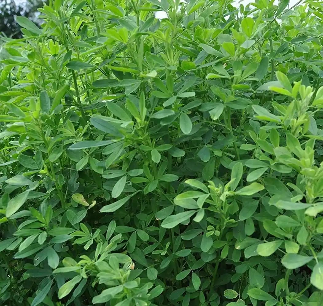 Sri Sai Forestry Barseem Grass Seeds For Goat, Barseem Seed For Cattle, Multi Cut Grass Seeds - Image 4