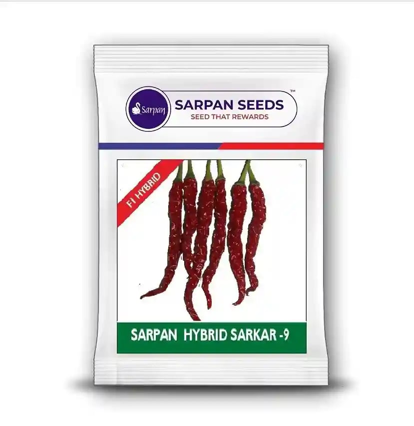Sarpan Hybrid Sarkar-9 Chiili Seeds - (Mirchi Seeds) Dual Purpose Byadgi Variety, Medium Pungent & Deep Bright Red with High Wrinkles