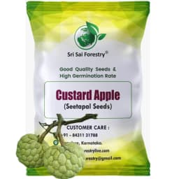 SRI SAI FORESTRY Custard Apple Seeds, Sitafal Ke Beej, Sugar Apple Seeds, Sweetsop Seeds, Annona squamosa Fruit Tree Seeds 1