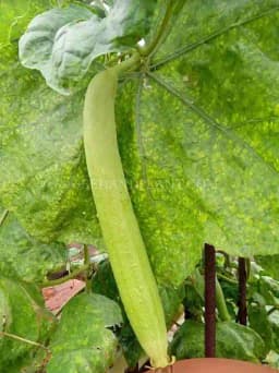 Jivit F1 Hybrid Sponge Gourd Raiyna Light Green, Gilki Ke Beej, Ghiya ke Beej. 1