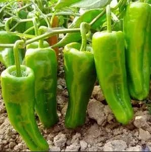 Jivit Hybrid F1 Achari Chilli Seeds, Best Grows In Moist and Nitrogen Rich Soil - Image 2