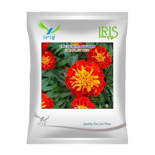 Iris Scarlet Red Hybrid OP French Marigold Flower Seeds, Genda Ke Phool, Best For Garden