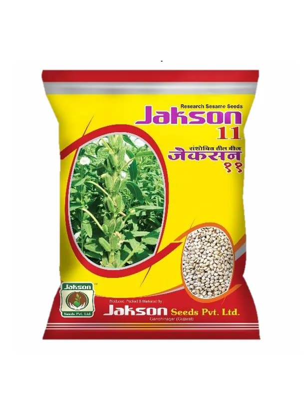 JAKSON 11 Research Sesame Seeds High Yield Til Crop Seeds - Image 1
