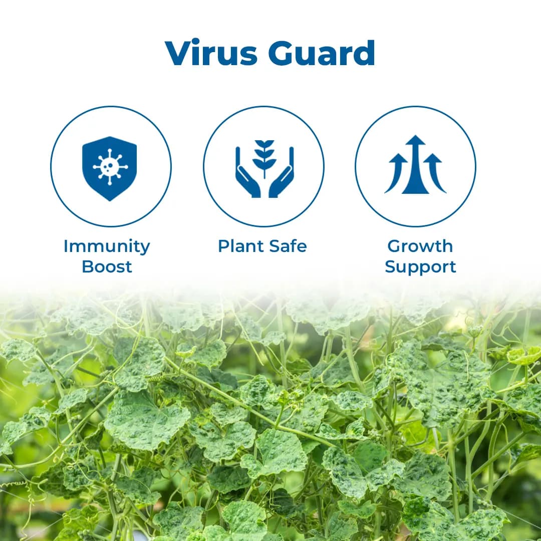 Virus Special (Set of Immuno 1 ltr + Enviro 1 ltr), Botanical Viricide, Contain Auxins, Cytokinins. - Image 3