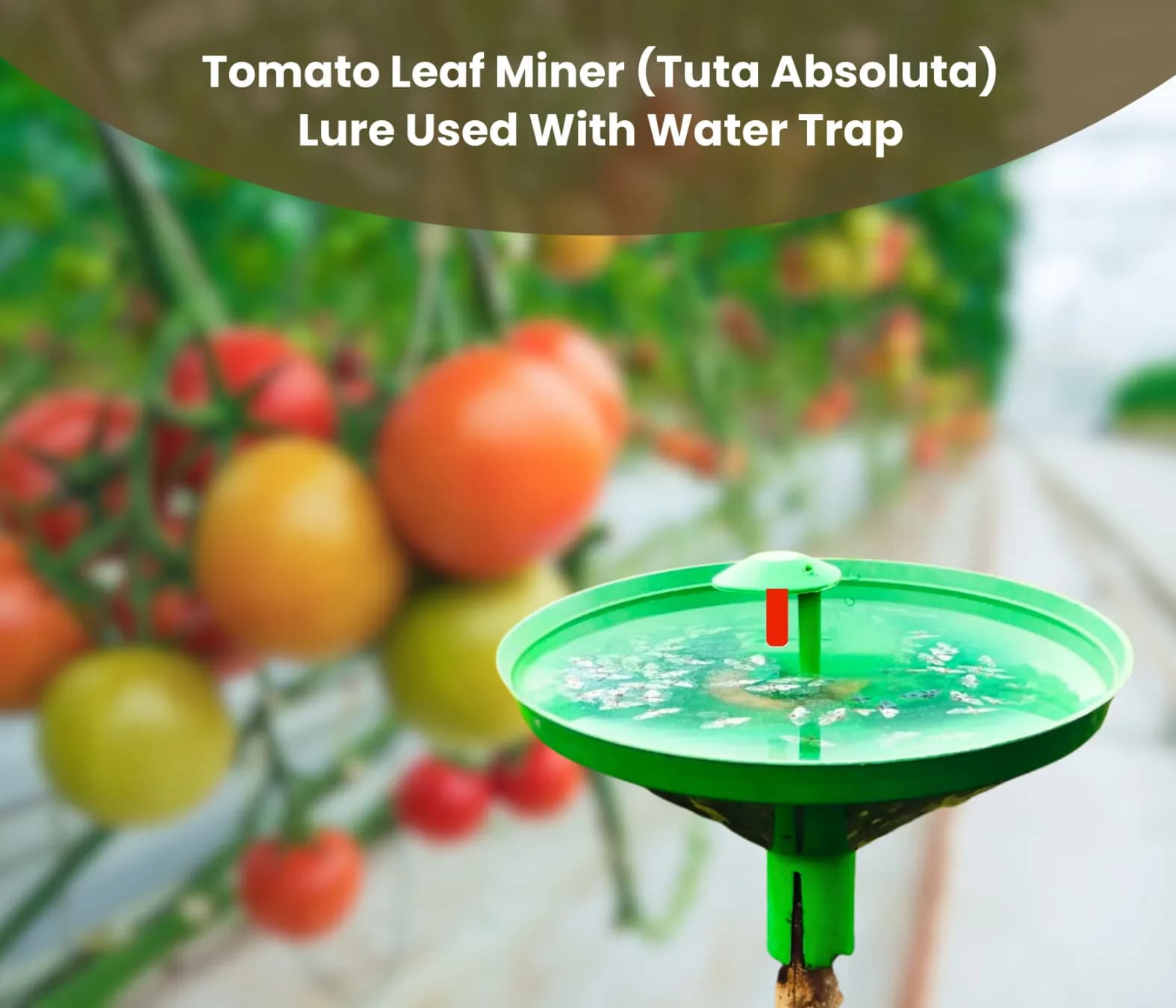 Chipku Pheromone Water Trap With Tuta Absoluta Lure To Catch Insect Tomato Leaf Miner (TLM) of Tomato, Potato, Egg Plant etc. - Image 5