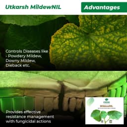 Utkarsh MildewNIL Plant Extract Based Natural Fungicide For Powdery And Downy Mildew 2