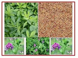 RK Seeds Grass seeds, Alfalfa seeds , Lucerne seeds, Medicago Sativa , Cattle grass seeds , Fodder, grass seeds, Kuthirai masal grass seeds 2