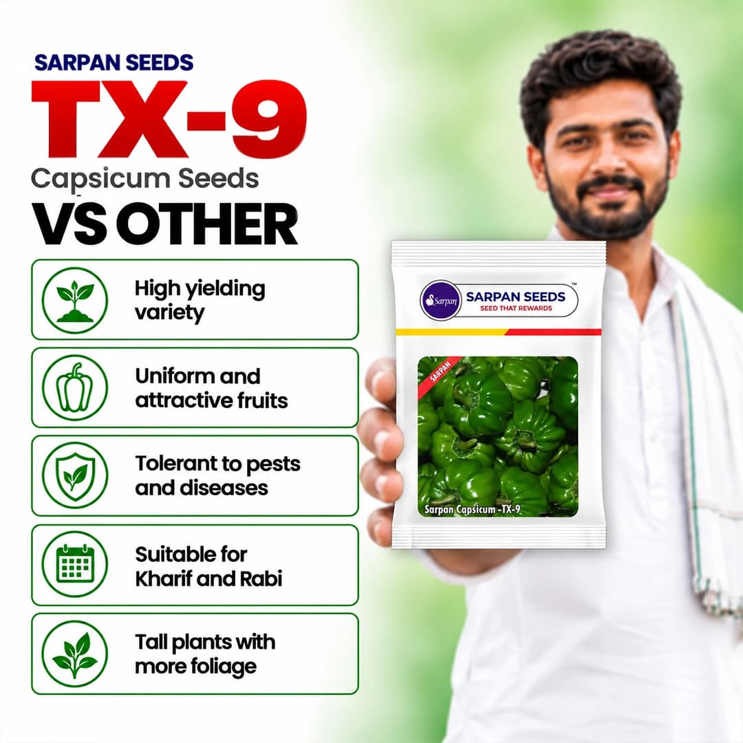 Sarpan Capsicum TX-9 - Shimla Mirch Seeds - Image 5