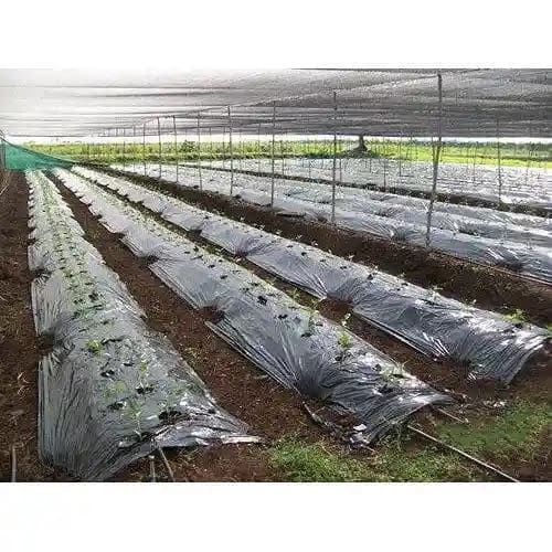 Siddhi Mulch Film Mulching Sheet (1 Meter Width X 400 Meters Length) Black and Silver - Image 6