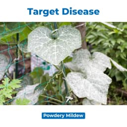 Dr. Bacto\'s Ampelo (Ampelomyces Quisqualis) Effective On Powdery Mildew of Fruits and Vegetable Crops 3