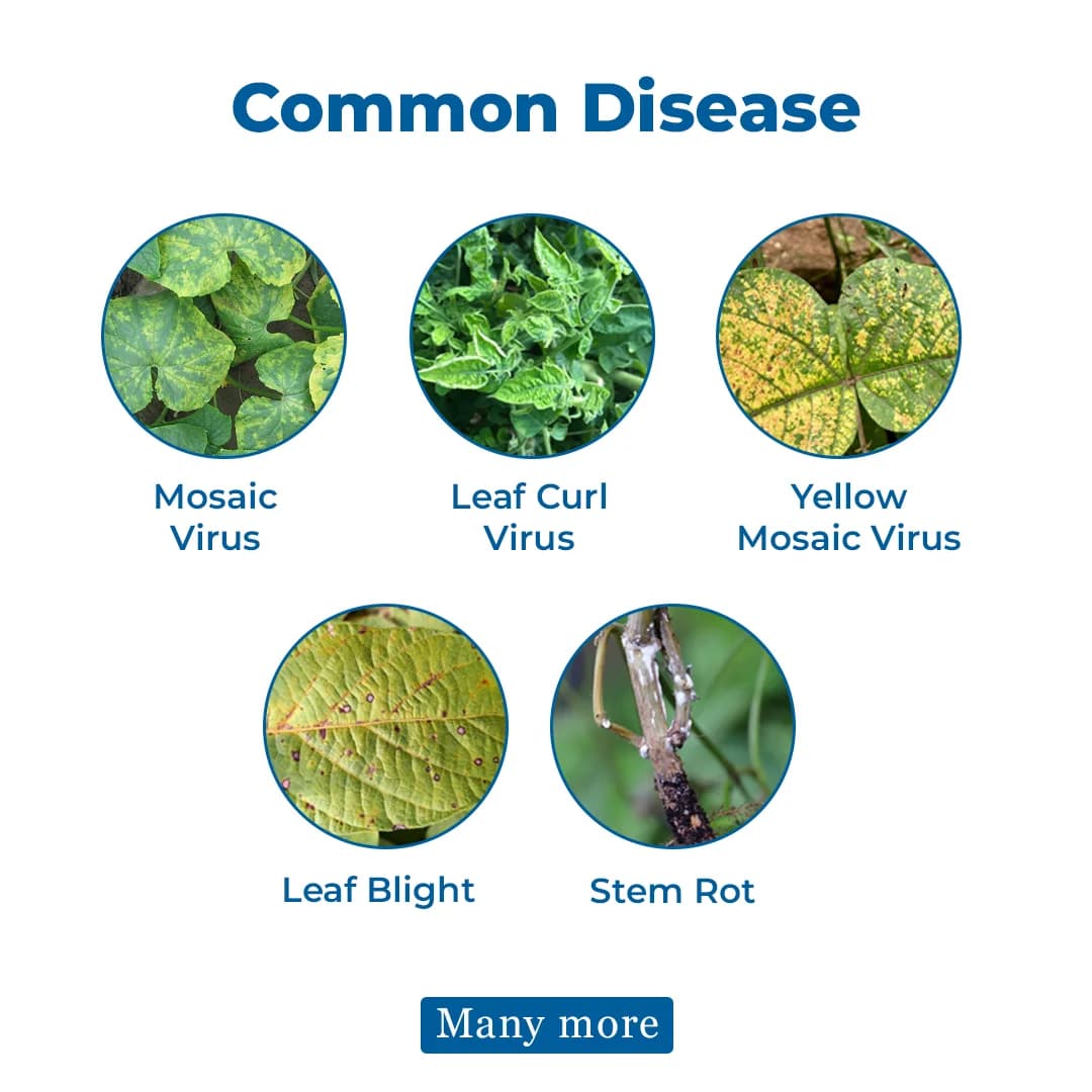 HM Virofin - Anti Virus & Bacteria - Image 4