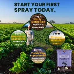 Utkarsh Metarhoz-P (Metarhizium Anisopliae 1% W.P.) Bio Pesticide, Controls Effective Pests and Improves Soil & Crop Health 4