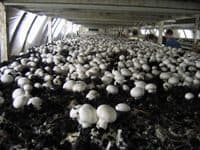 Mushroom Casing Soil. Enriches mushroom quality and shelf life,Enhance flushes and quality. - Image 3