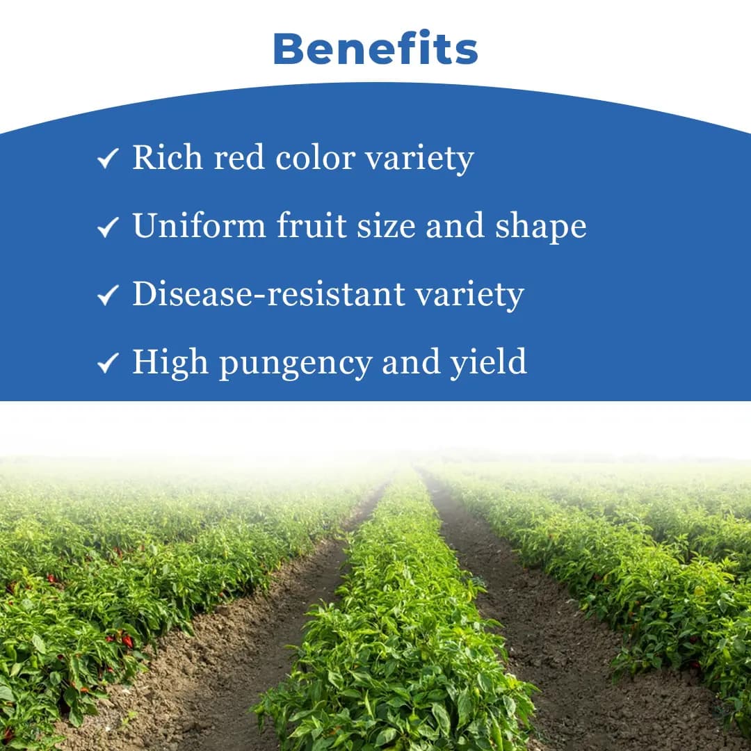 Sarpan Hybrid F1 Kashmiri Mirch Seeds , Kashmiri Mirch ke Beej, Best Quality. - Image 4