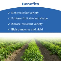 Sarpan Hybrid F1 Kashmiri Mirch Seeds , Kashmiri Mirch ke Beej, Best Quality. 4