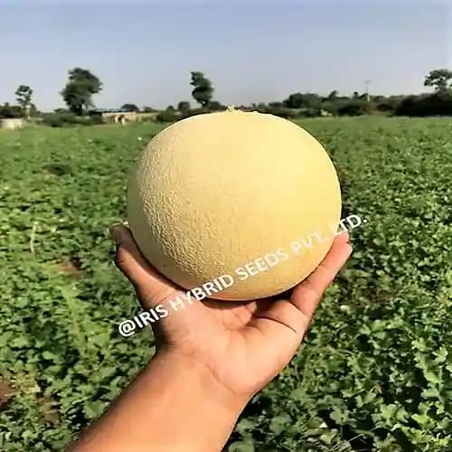 Iris Hybrid Fruit Seeds F1 Hybrid Musk Melon-123, Karbooja Ke Beej, Best In Seed. - Image 2
