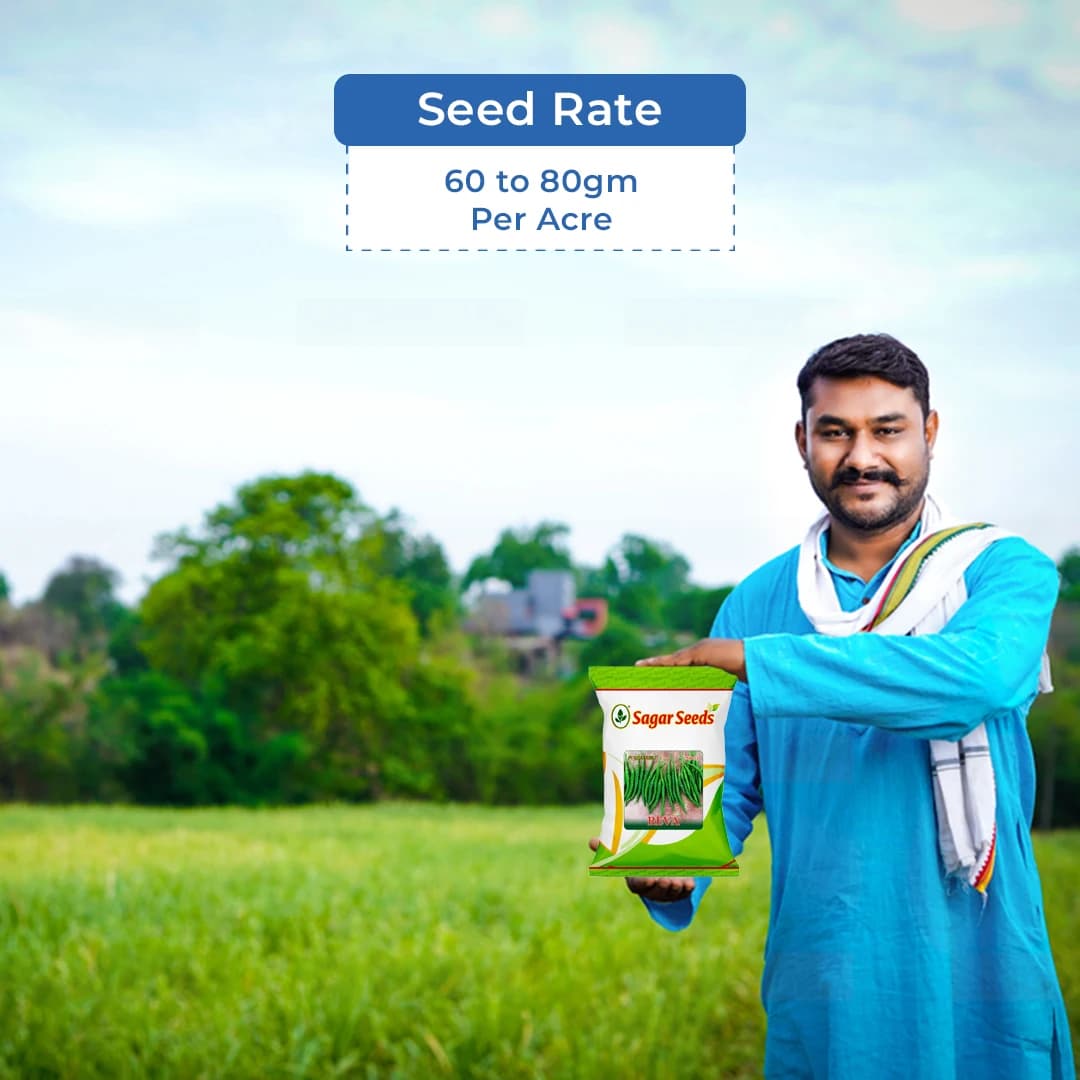 Sagar Reva Chilli Seeds - (Mirchi Seeds) High Pungency, Dual Purpose, Early Maturity - Image 5
