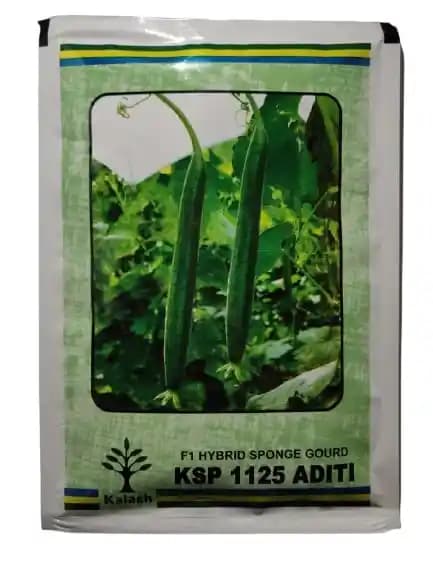Kalash Sponge Gourd KSP 1125 Aditi F1 Hybrid Seeds, Early Fruit Setting