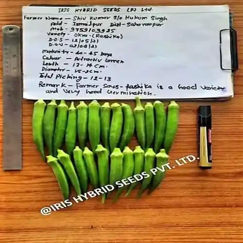 Iris Hybrid Vegetable Seeds F1 Hybrid Okra Seeds (Bhindi) Rasika, Very Prolific - Image 3